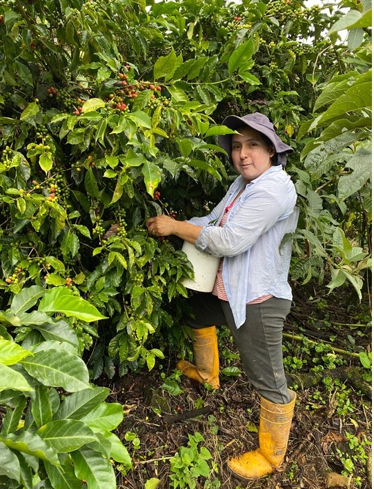 INICIO DE COSECHA